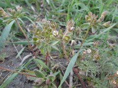 Androsace maxima