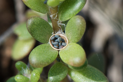 Portulaca psammotropha