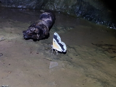 Pingasa ruginaria pacifica