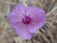 Clarkia cylindrica