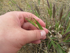 Dichanthelium villosissimum