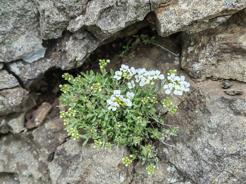 Draba sachalinensis iNat (1)