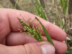 Dichanthelium villosissimum