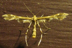 Geina