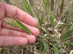 Dichanthelium villosissimum