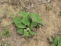 Physalis heterophylla