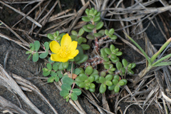 Portulaca psammotropha