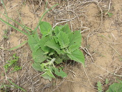 Physalis heterophylla