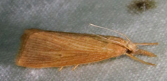 Diatraea evanescens