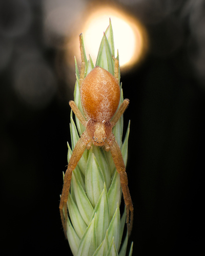 White-striped Running Crab Spider