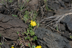 Portulaca psammotropha