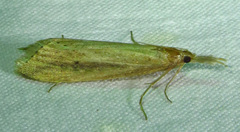 Diatraea evanescens