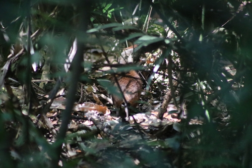 Musky 'Rat'-kangaroo