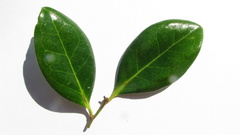 Chaetocarpus myrsinites