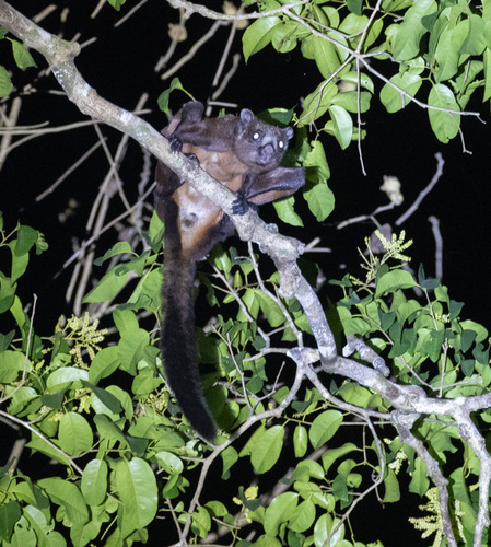 Indian Giant Flying Squirrel