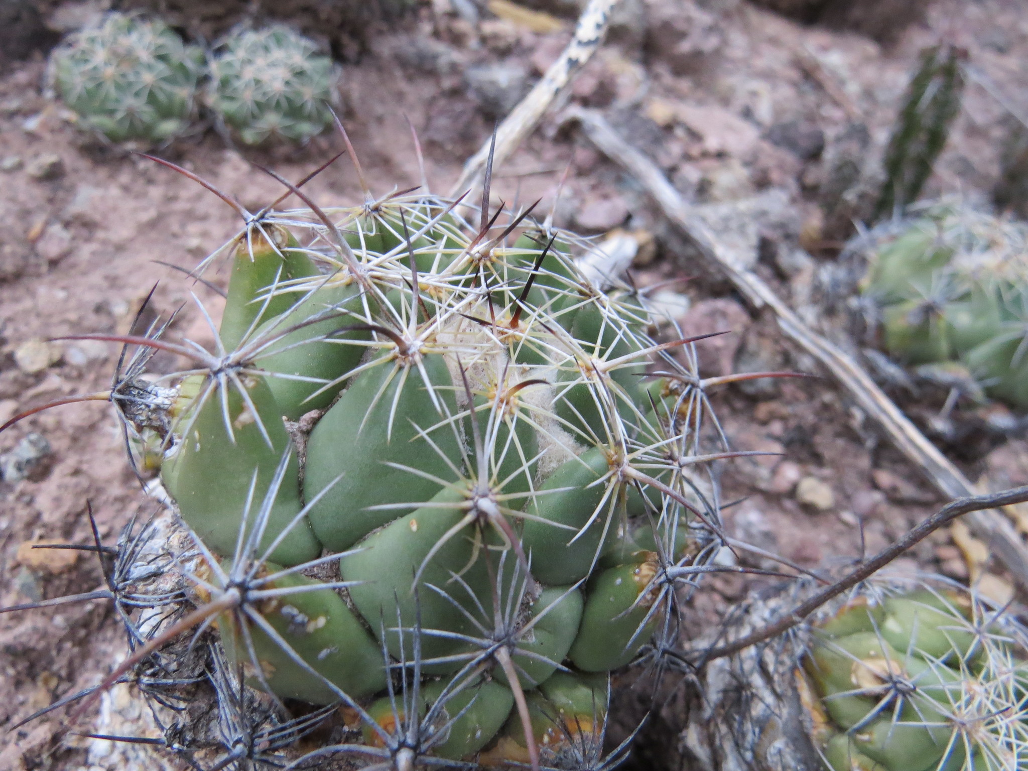 Coryphantha pallida ssp. calipensis