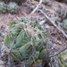 Coryphantha pallida calipensis - Photo (c) Leticia Soriano Flores, some rights reserved (CC BY-NC), uploaded by Leticia Soriano Flores
