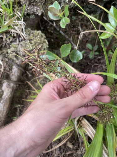 Rhynchospora sclerioides observed 2024-06-09