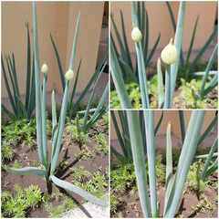 Siberian onion (Allium altaicum)