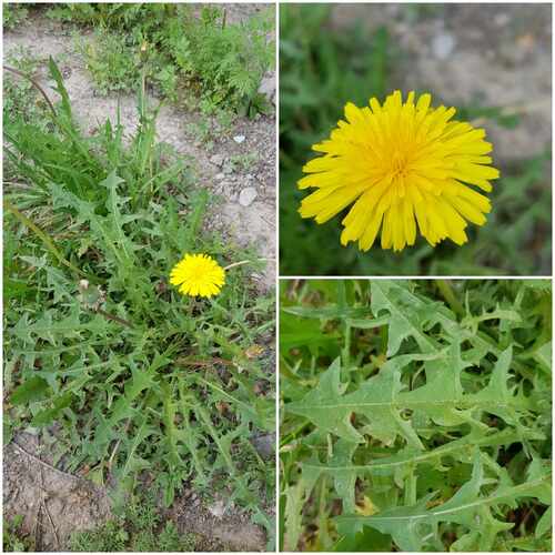 Image of Taraxacum mongolicum by (c) Urgamal Magsar, some rights reserved (CC BY)
