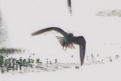 Calidris fuscicollis
