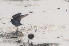 Calidris fuscicollis