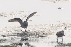 Calidris fuscicollis