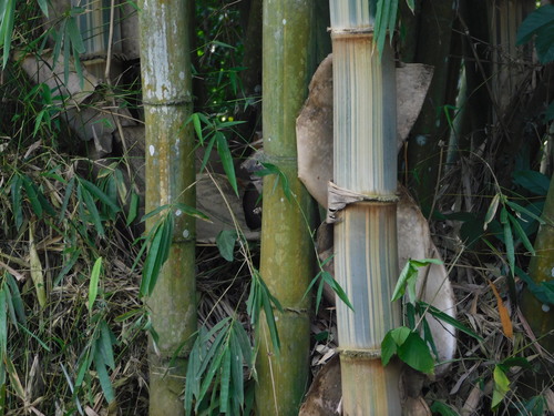 Gigantochloa verticillata, photograph 6