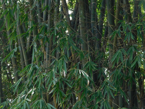 Image of Gigantochloa verticillata by (c) Ganjar Cahyadi, some rights reserved (CC BY)