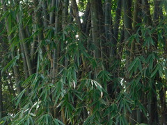 Gigantochloa verticillata, photograph (c) Ganjar Cahyadi, some rights reserved (CC BY)