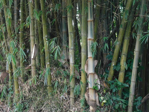 Image of Gigantochloa verticillata by (c) Ganjar Cahyadi, some rights reserved (CC BY)