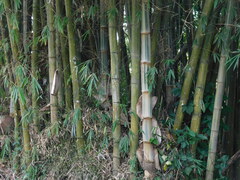 Gigantochloa verticillata, photograph (c) Ganjar Cahyadi, some rights reserved (CC BY)