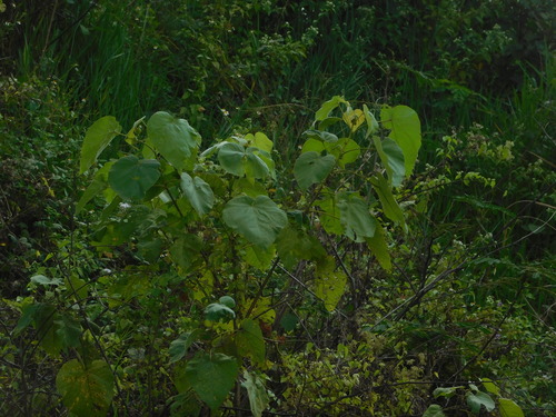 Image of Toilet Paper Tree (Melochia umbellata) by (c) Ganjar Cahyadi, some rights reserved (CC BY)