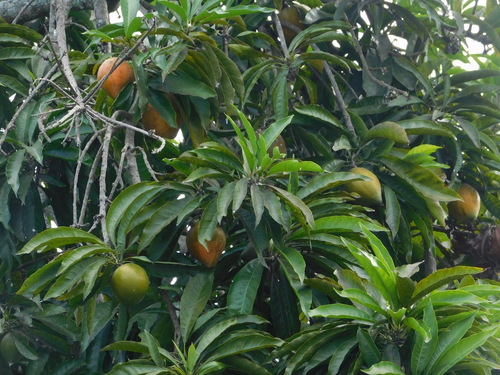 Pouteria campechiana
