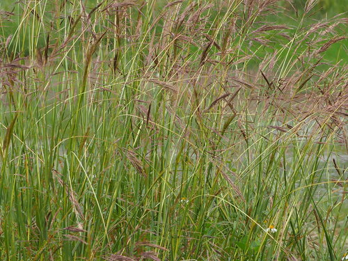 Image of Bothriochloa glabra by no rights reserved