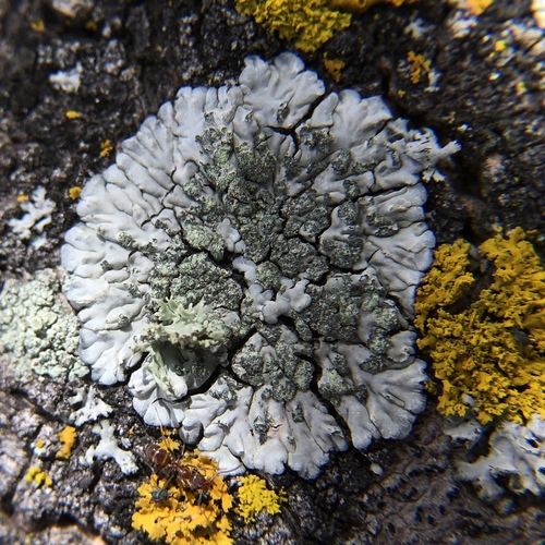 White Pleated Lichen