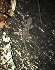 Hemidactylus mabouia