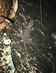 Hemidactylus mabouia