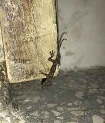 Hemidactylus mabouia