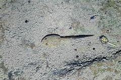 Fejervarya limnocharis