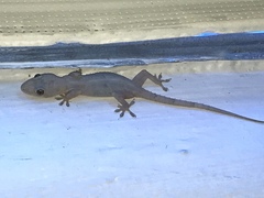 Hemidactylus mabouia