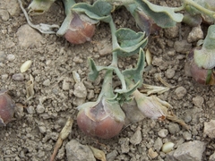 Convolvulus demissus