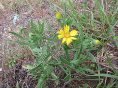 Heterotheca camporum