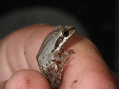 Pseudacris sierra