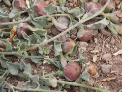 Convolvulus demissus