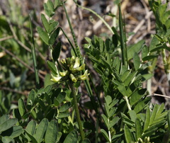 Astragalus schelichowii