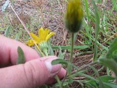 Heterotheca camporum