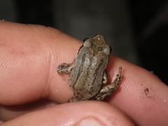 Pseudacris sierra
