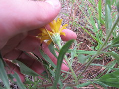 Heterotheca camporum