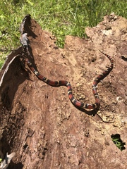 Lampropeltis elapsoides
